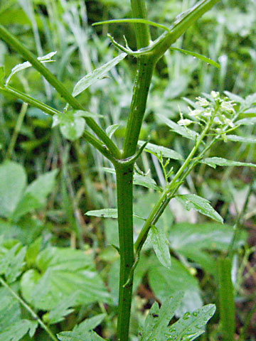 stem